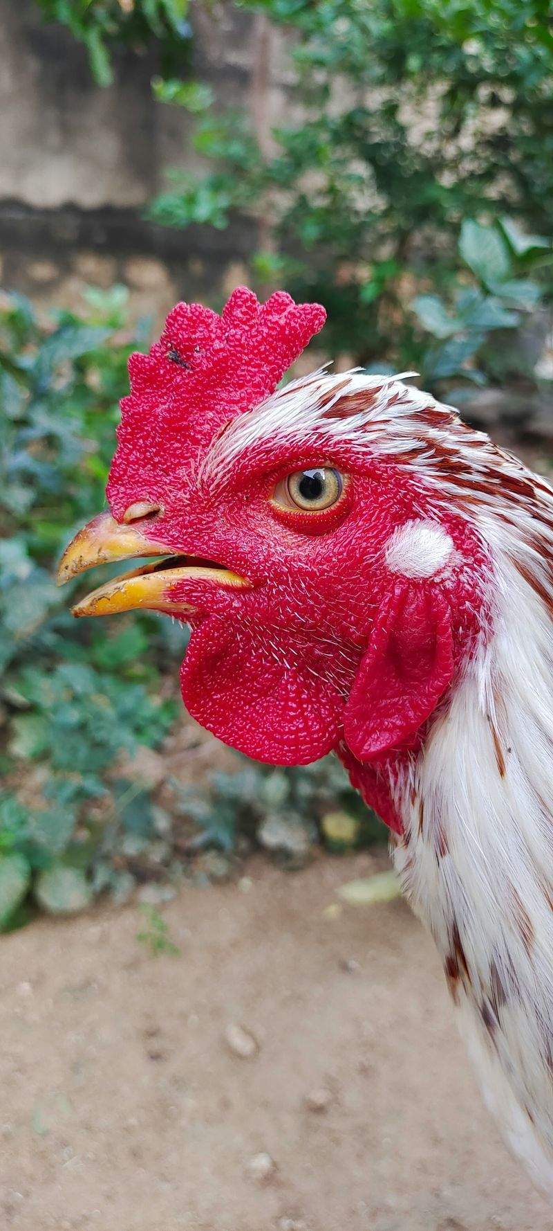 Selecting Healthy Roosters for a Strong Flock