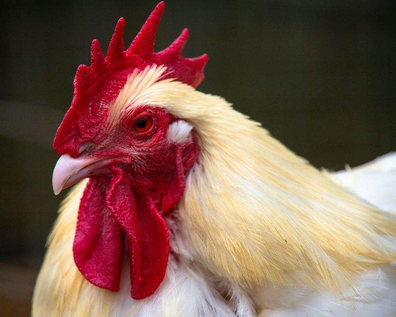 Seasonal Care Tips for Roosters in Early Spring