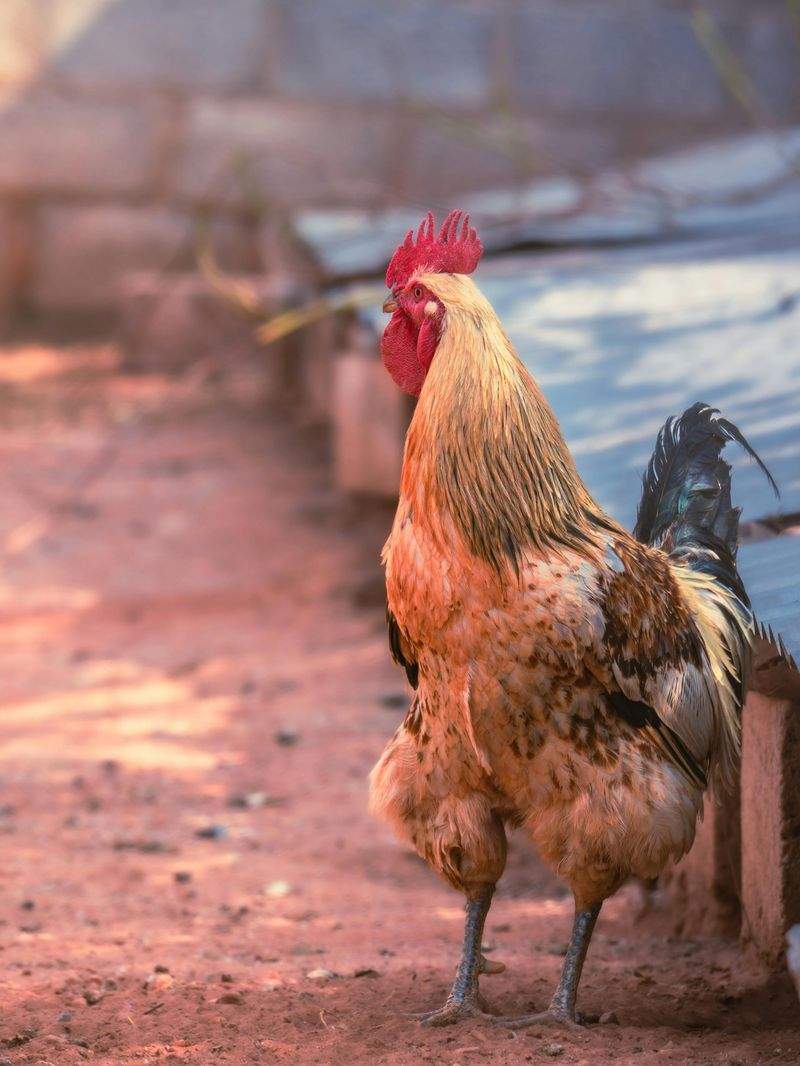 Nordic Rooster Trading AS 1