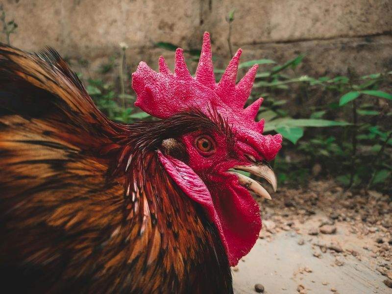 Nordic Rooster Trading AS 10