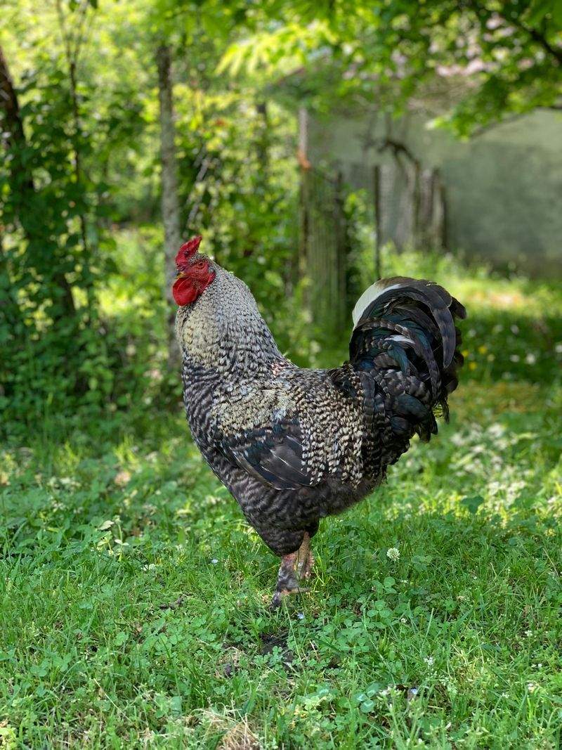 Nordic Rooster Trading AS 11