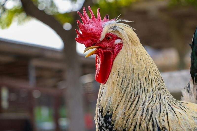 Nordic Rooster Trading AS 12