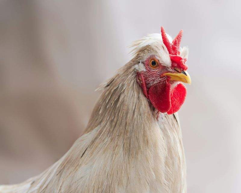 Nordic Rooster Trading AS 13