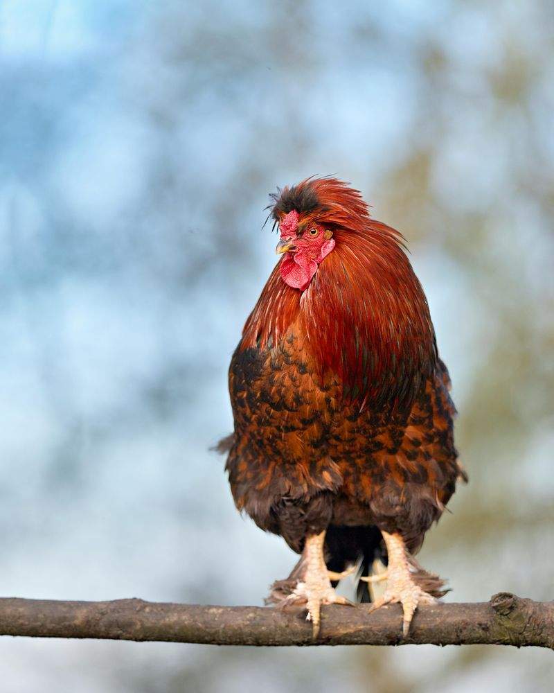 Nordic Rooster Trading AS 14