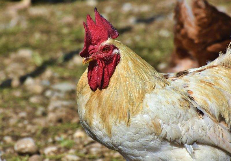 Nordic Rooster Trading AS 15
