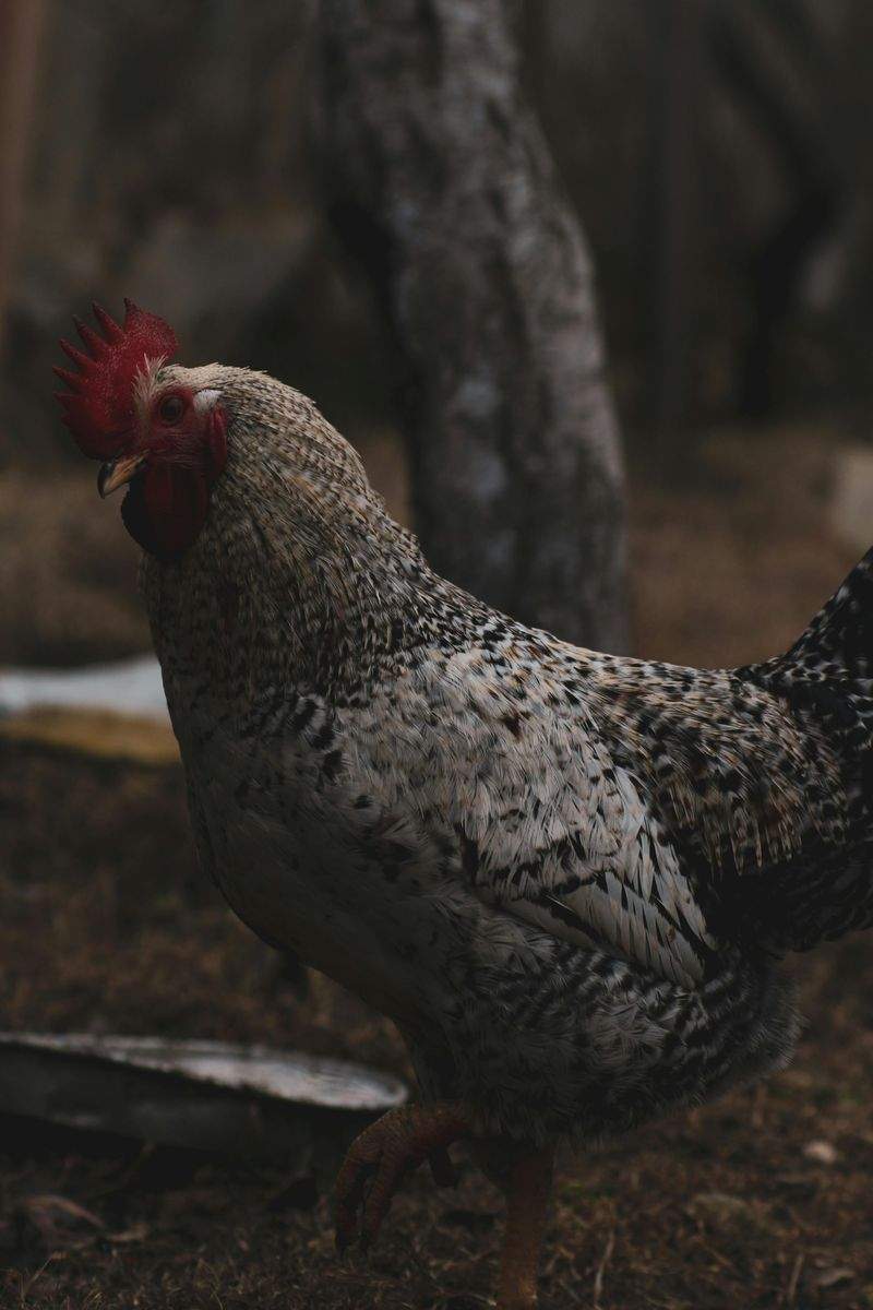 Nordic Rooster Trading AS 2