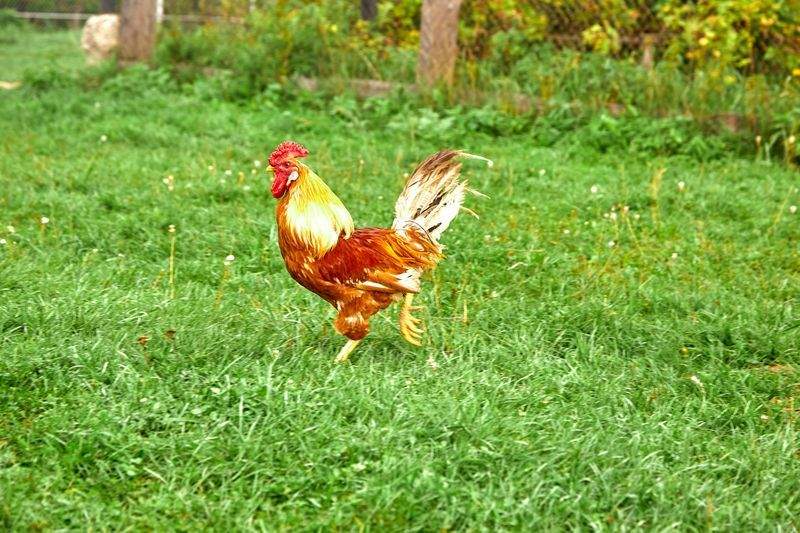Nordic Rooster Trading AS 3