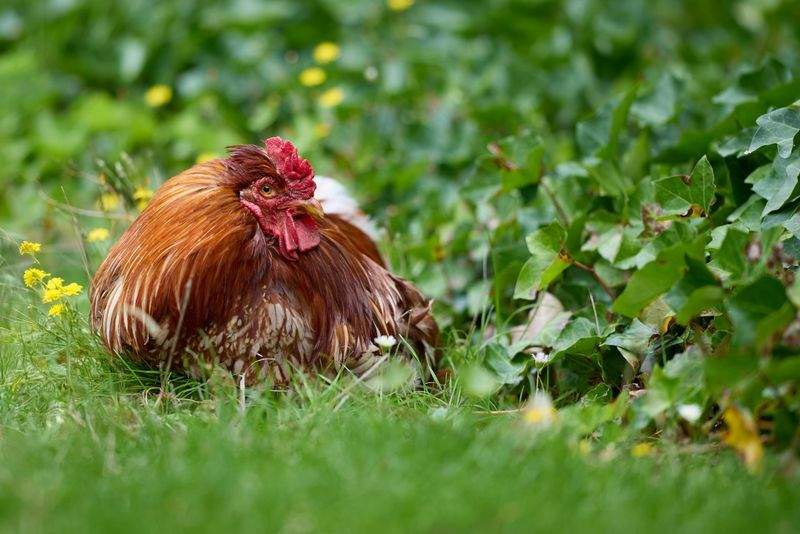 Nordic Rooster Trading AS 4