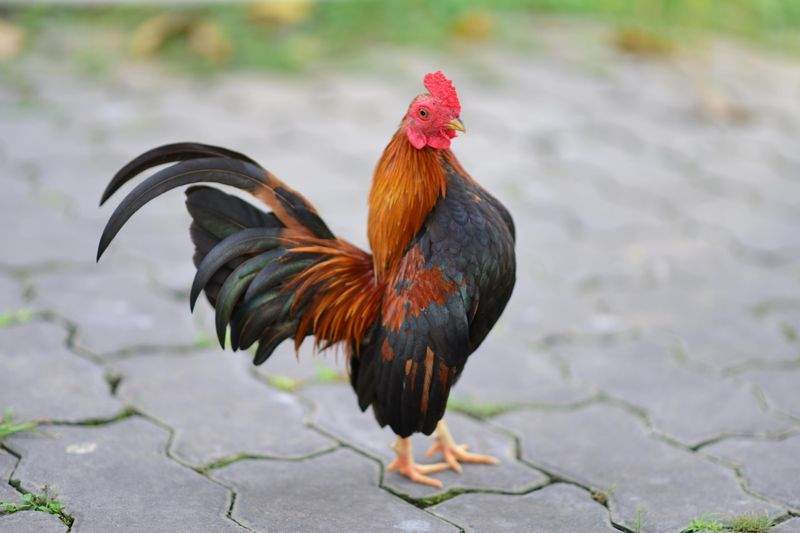 Nordic Rooster Trading AS 5