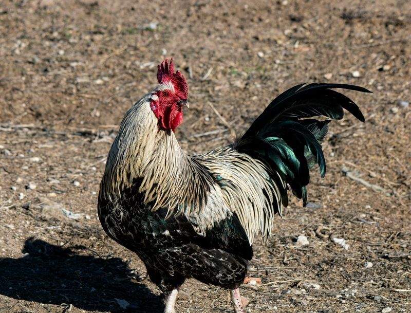 Nordic Rooster Trading AS 6