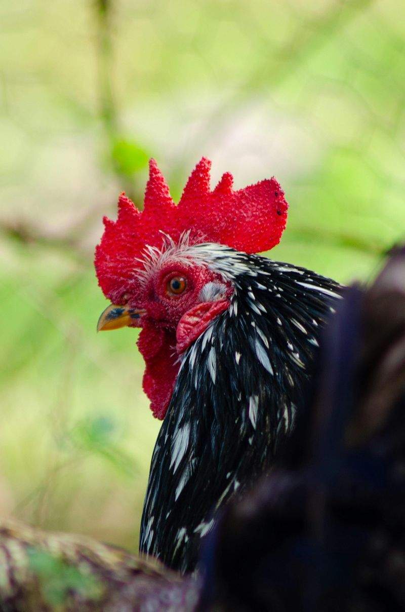 Nordic Rooster Trading AS 7