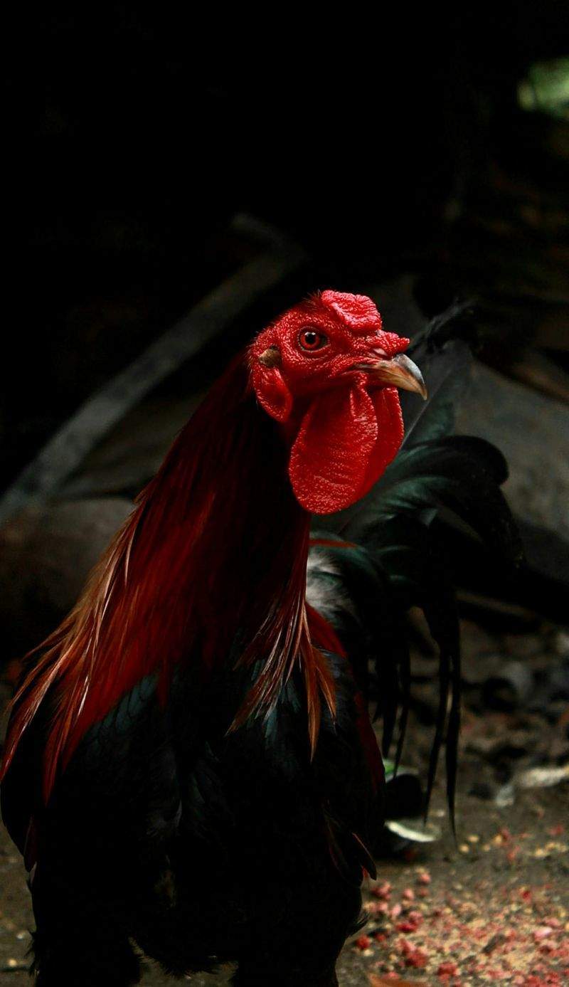 Nordic Rooster Trading AS 8