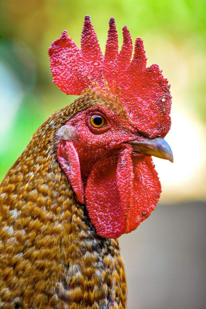 Nordic Rooster Trading AS 9