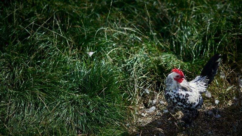 Nordic Rooster Trading AS
